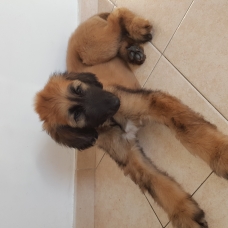 Image pour l'annonce Vends chiot lévrier afghan