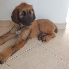 Image pour l'annonce Vends chiot lévrier afghan
