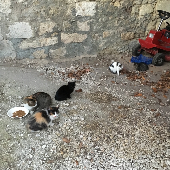 Image pour l'annonce donne chaton