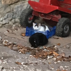 Image pour l'annonce donne chaton
