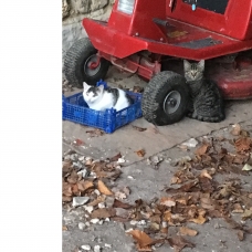 Image pour l'annonce donne chaton