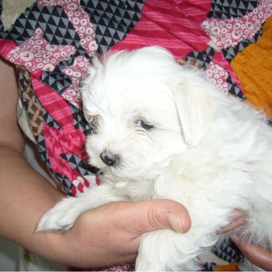 Image pour l'annonce Chiots type Bichon maltais Mâle et femelle
