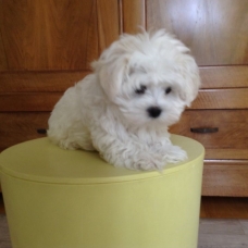 Image pour l'annonce Chiots type Bichon maltais Mâle et femelle
