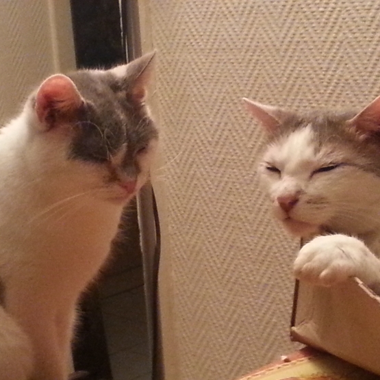 Image pour l'annonce Donne chat