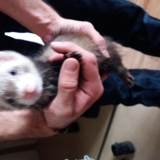Image pour l'annonce Furet