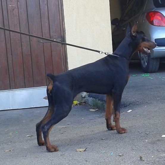 Image pour l'annonce jeune femelle Dobermann