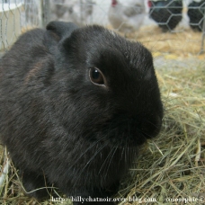 Image pour l'annonce 2 lapin un mâle une femelle