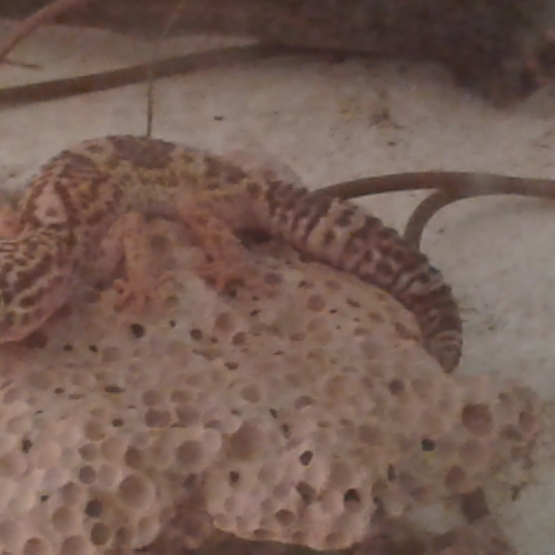 Image pour l'annonce Je donne gecko encore petit