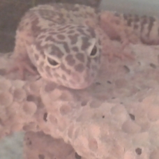 Image pour l'annonce Je donne gecko encore petit