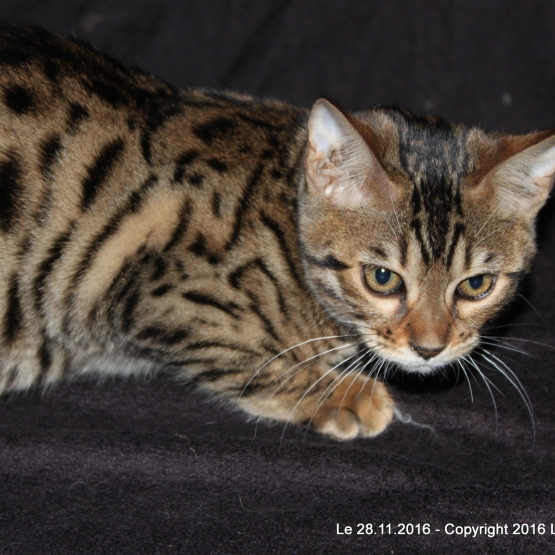 Image pour l'annonce Femelle bengal LOOF Brown à rosettes