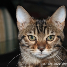 Image pour l'annonce Femelle bengal LOOF Brown à rosettes