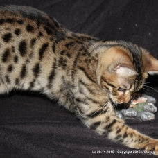 Image pour l'annonce Femelle bengal LOOF Brown à rosettes