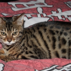 Image pour l'annonce Femelle bengal LOOF Brown à rosettes
