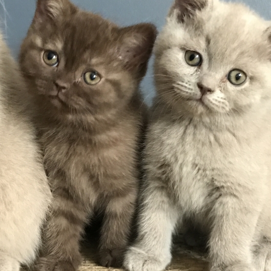 Image pour l'annonce Chatons British shorthair LOOF