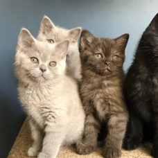 Image pour l'annonce Chatons British shorthair LOOF