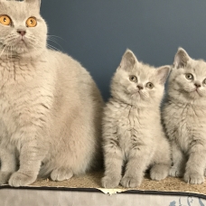 Image pour l'annonce Chatons British shorthair LOOF