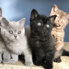 Image pour l'annonce Chatons British shorthair LOOF