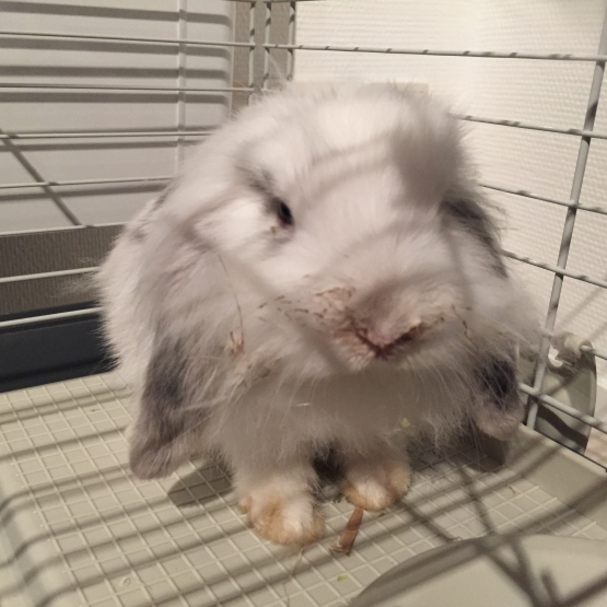 Image pour l'annonce Vends lapin bélier
