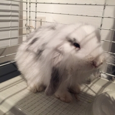 Image pour l'annonce Vends lapin bélier