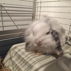 Image pour l'annonce Vends lapin bélier