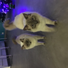 Image pour l'annonce VENDS CHATONS RAGDOLL