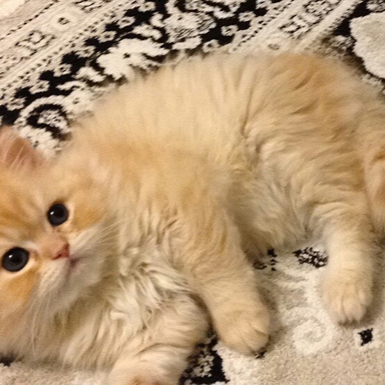 Image pour l'annonce Chaton persan mâle