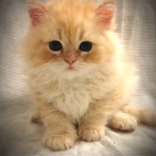 Image pour l'annonce Chaton persan mâle