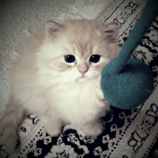 Image pour l'annonce Chaton persan mâle