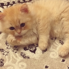 Image pour l'annonce Chaton persan mâle