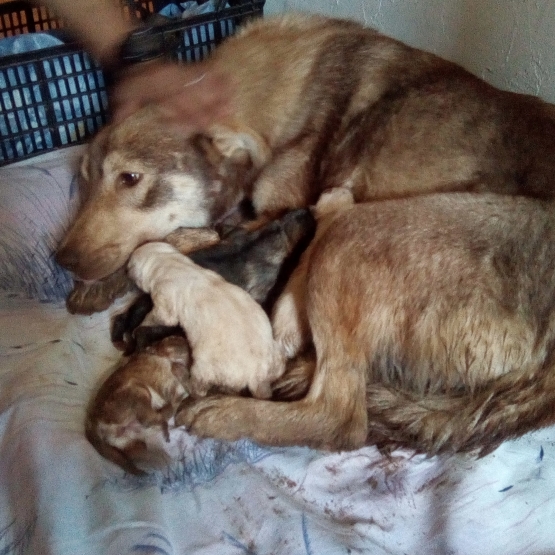 Image pour l'annonce Vends chiot husky croiser berger suisse