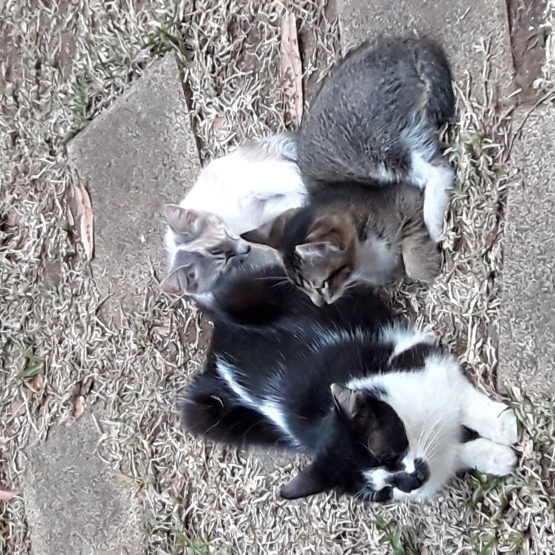 Image pour l'annonce donne 3 chatons
