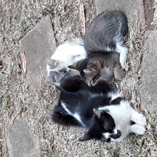 Image pour l'annonce donne 3 chatons