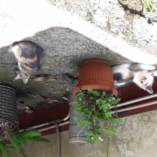 Image pour l'annonce donne 3 chatons