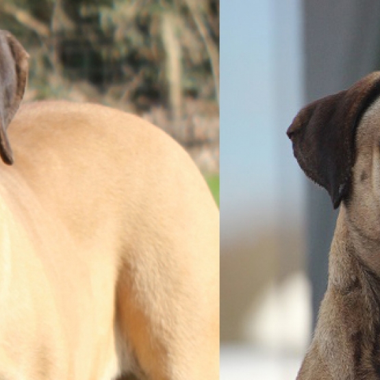 Image pour l'annonce chiots BULLMASTIFF LOF
