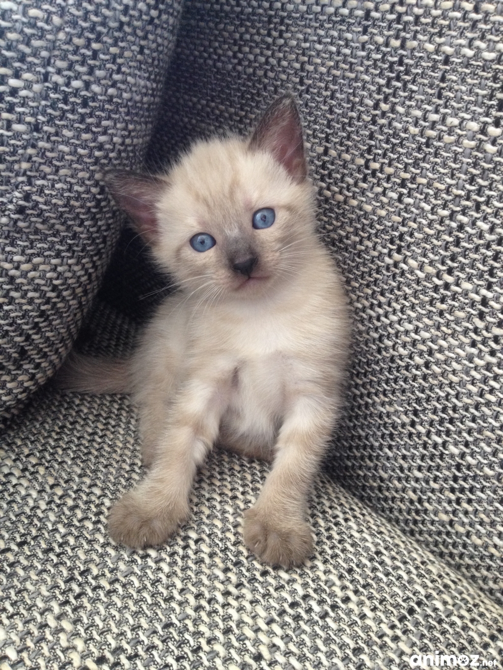 Vends chaton femelle 500e sevrée au 15 janvier 2017 Paris