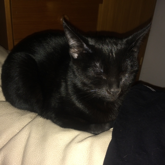 Image pour l'annonce Donne chaton