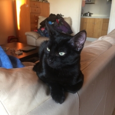 Image pour l'annonce Donne chaton