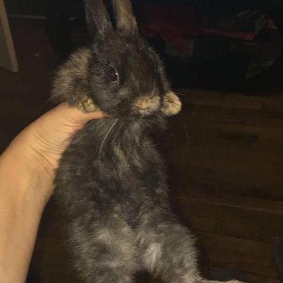 Image pour l'annonce Lapin nain