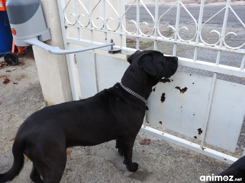 donne chienne cane corso BouchesduRhône (13) GRATUIT