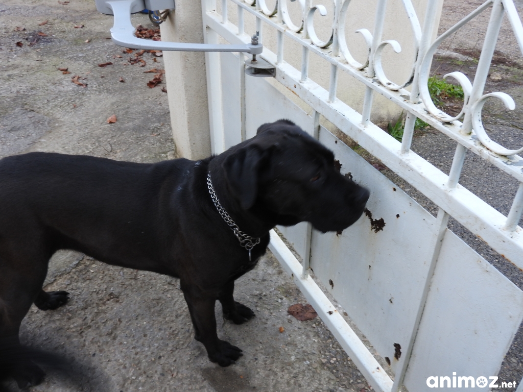donne chienne cane corso BouchesduRhône (13) GRATUIT