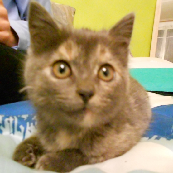 Image pour l'annonce Donne chaton croisé korat gris et blanc femelle  2 mois