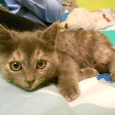 Image pour l'annonce Donne chaton croisé korat gris et blanc femelle  2 mois