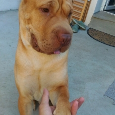 Image pour l'annonce Cherche femmelle Sharpei pour saillie