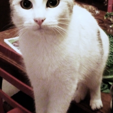 Image pour l'annonce Donne 2 chatons