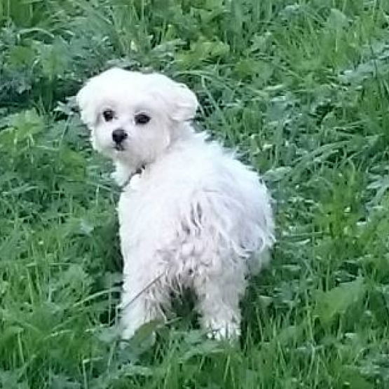 Image pour l'annonce CHERGHE BICHON MALTAIS MALE POUR SAILLIE