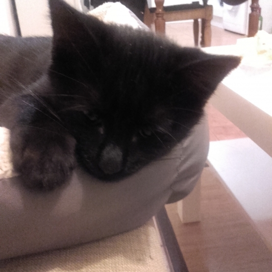 Image pour l'annonce donne chaton noir 2 mois