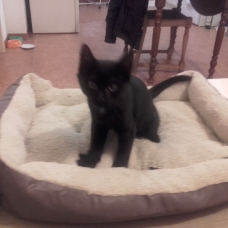 Image pour l'annonce donne chaton noir 2 mois