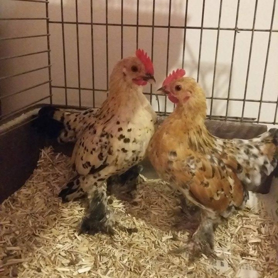 Image pour l'annonce Poule Sabelpoot