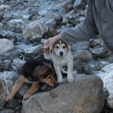 Image pour l'annonce Donne chiot croisé labrador