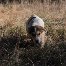 Image pour l'annonce Donne chiot croisé labrador